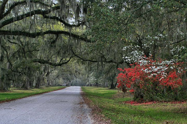 Fun things to do in Charleston : Mepkin Abbey and Gardens - Moncks Corner in Moncks Corner SC.