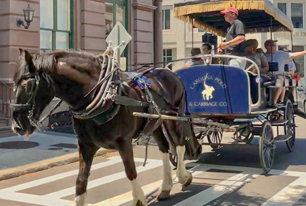Fun things to do in Charleston : Carolina Polo & Carriage Company.